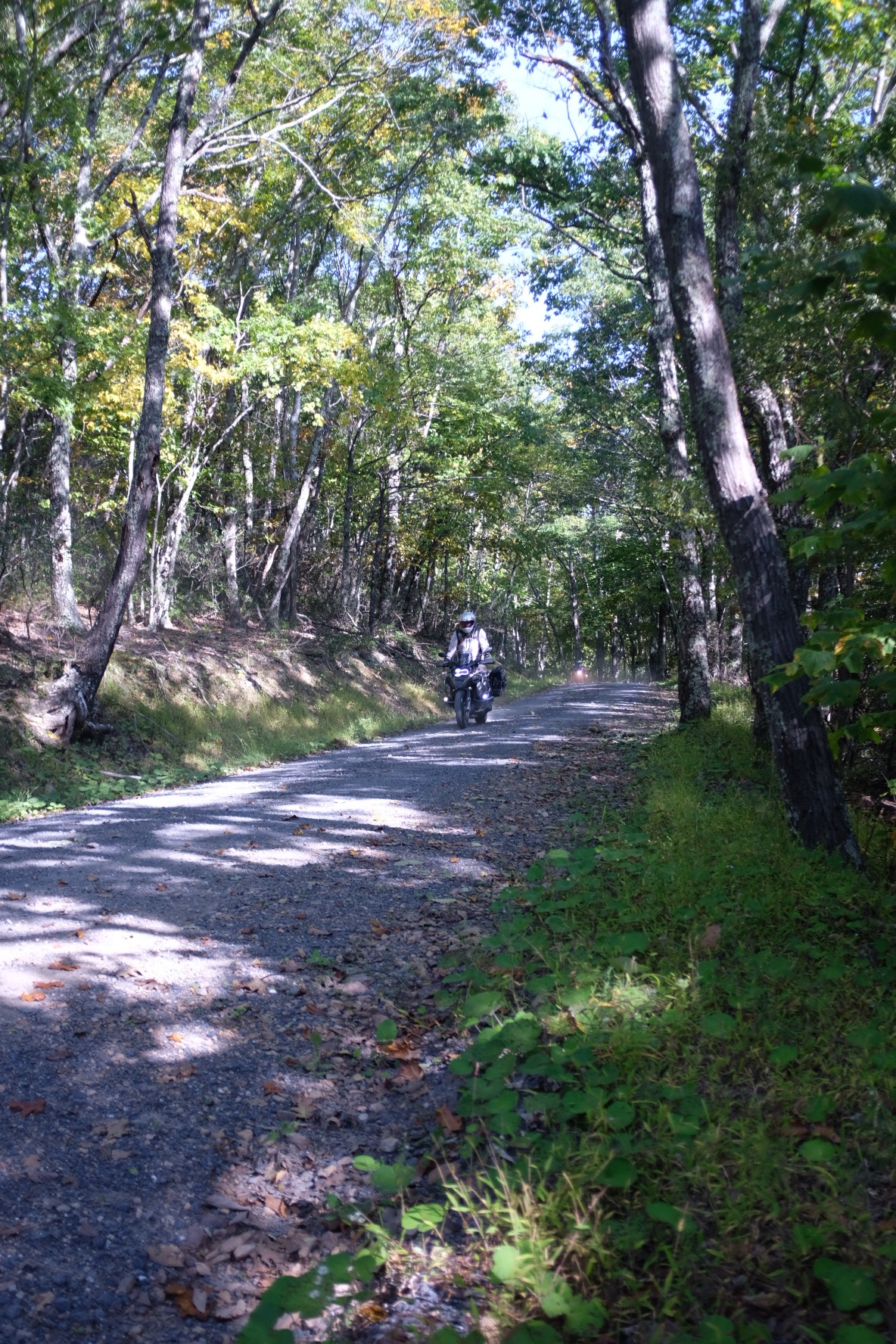 Motorcyclist approaching through dense green woods