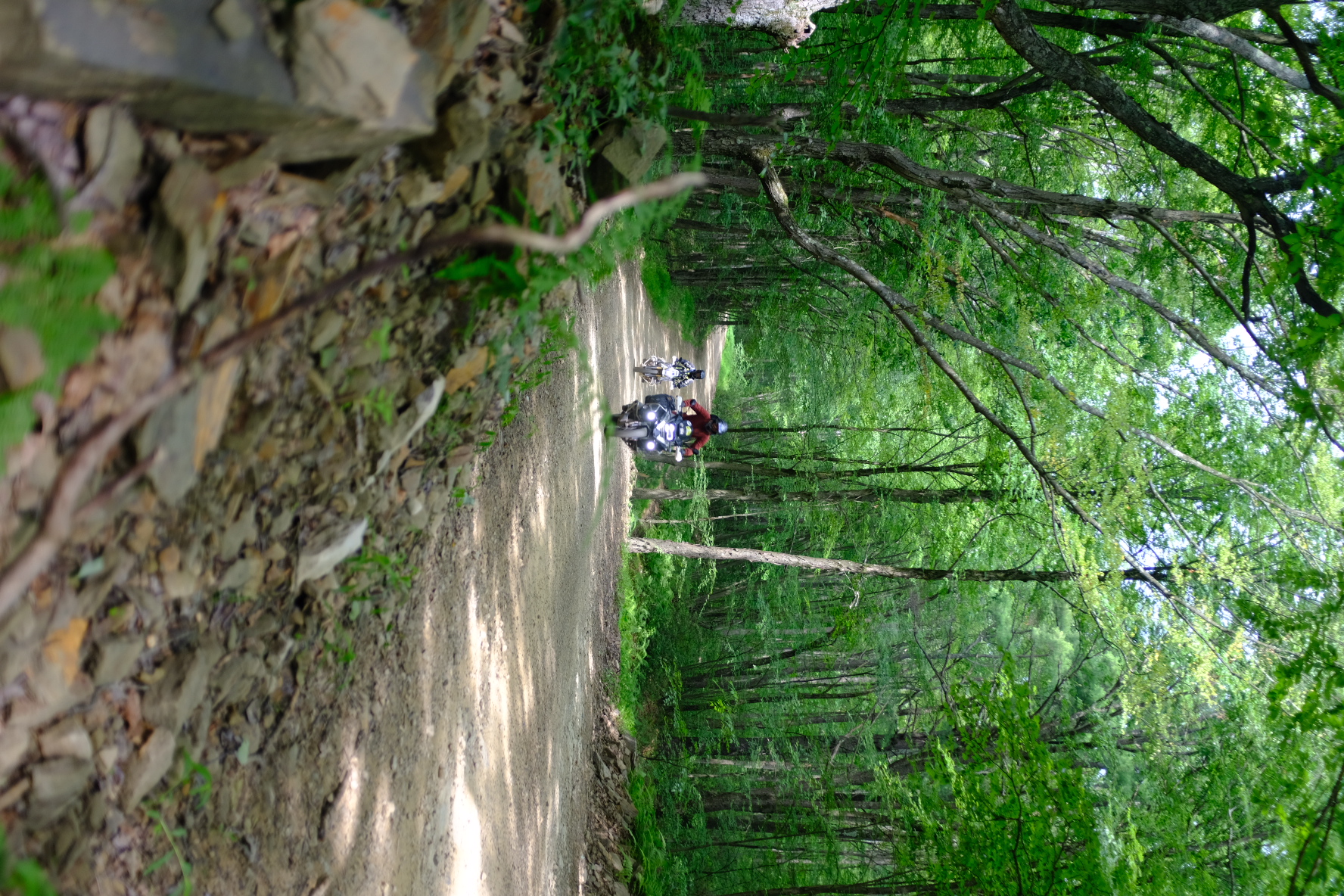 Two riders climbing a gravel forest road framed by dense green trees