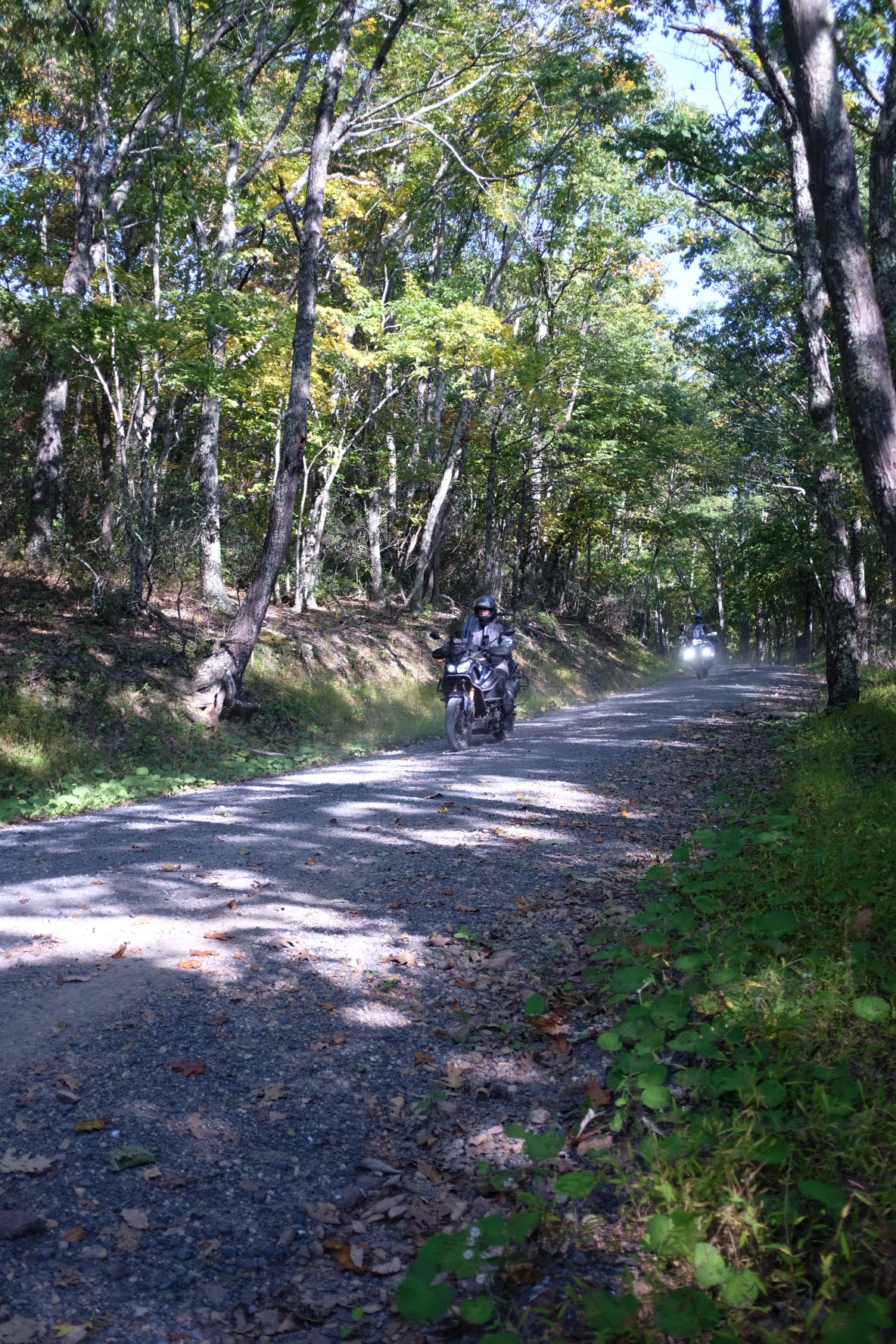 Two adventure motorcyclists riding a wooded gravel road